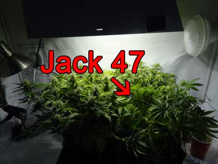 The auto-flowering Jack 47 cannabis plant just before it got tossed because it didn't auto