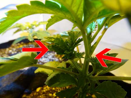 The tri-leaf cannabis plant "splits", with one growth node becoming a strange whirled cola, with the other two now growing like a normal cola with two leaves per node