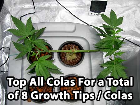 Manifolding tutorial - top all colas for 8 total growth tips