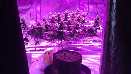 One plant with many colas thanks to LST training