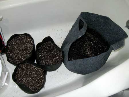 Here's what you'll end up with from the first coco coir brick plus half the bag of perlite