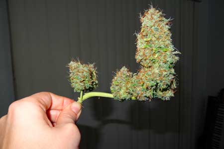 LST stem harvested from the Sour Diesel auto-flowering cannabis plant