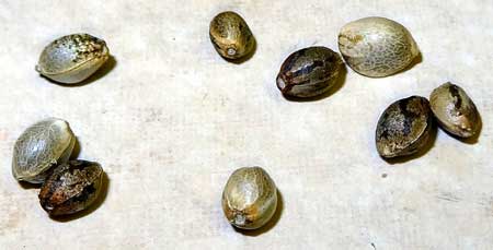 Viable cannabis seeds can be a solid color or have stripes. Seeds have a dark coating that has what looks like tiger stripes. This is a coating that can be rubbed off, underneath cannabis seeds are a solid light brown or gray color