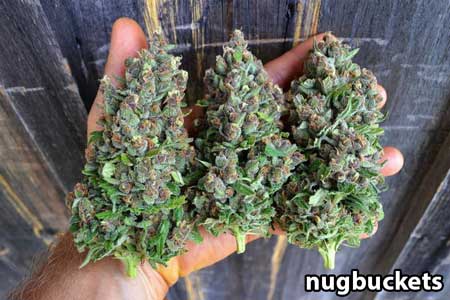 Huge thick cannabis flowers - natural foxtails due to the genetics