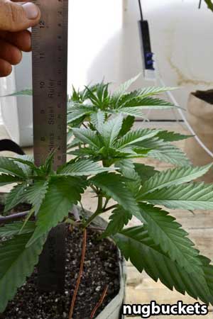 How tall should a main-lined clone be? This ruler shows how tall mine way, just under 10 inches tall