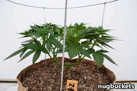 Marijuana plant is transferred to bigger pot with canopy ring - Nugbuckets