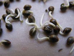 Zdravá konopná semena jsou tmavá a obecně tvrdá. Proužky a jiné tmavé zabarvení je normální. Tyto semena konopí právě naklíčila!