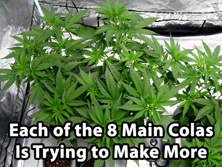 Main-lining cannabis tutorial - each of the 8 main colas is trying to make more