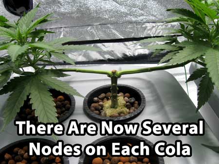 There are now several nodes on each cola