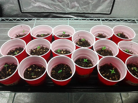 These seedlings in solo cups will need to be transplanted to a bigger container once they grow about 3 sets of leaves