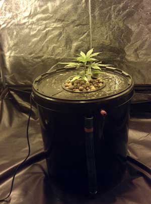 Marijuana plant growing in a homemade bubbleponics system - Awesome setup