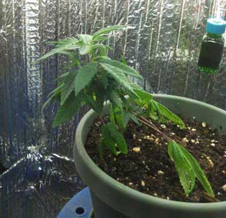 Marijuana microgrow - Week 1 - started LST - Vegetative Stage