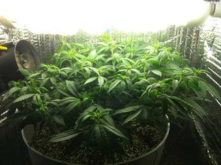 Marijuana microgrow - Week 8 - Flowering Stage