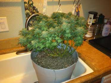 Third Marijuana Microgrow