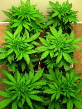 Cannabis plants growing in coco coir, a soilless potting mix