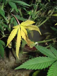 Cannabis nitrogen deficiency - Yellow, wilting lower leaf