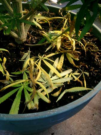 Cannabis nitrogen deficiency - yellow leaves are falling off the bottom of the plant