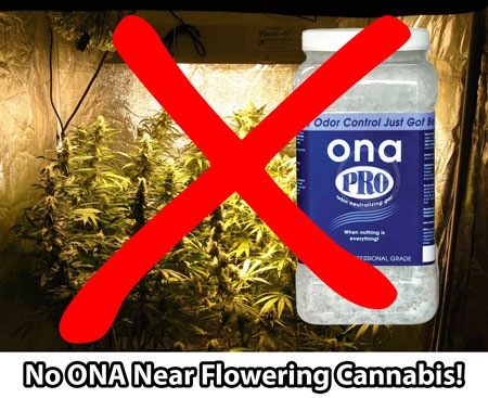 Never put Ona Gels near cannabis plants when they're flowering (making buds)