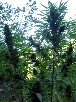 Silhouette of cannabis plants growing outside 