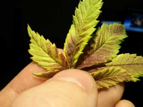 Cannabis phosphorus deficiency in flowering - Leaves near buds directly under bright light (or sunlight) get purple splotches and turn yellow around the edges.