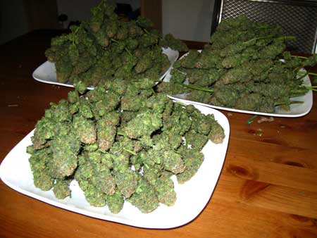 Pile of dense cannabis buds