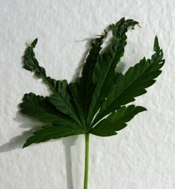 This leaf is actully a survivor from the pinch!