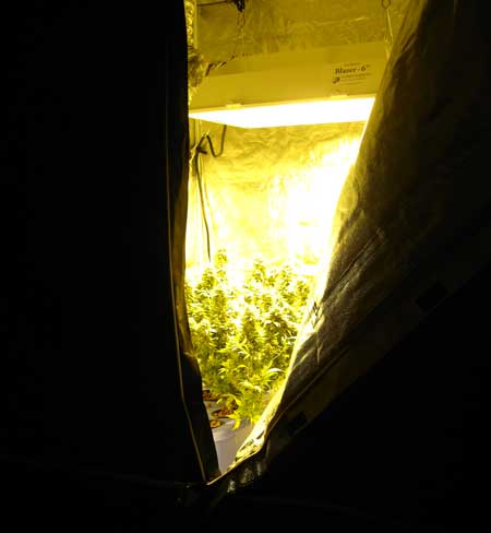 Grow tent with HPS grow light & flowering marijuana plants inside 