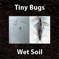 Cannabis Fungus Gnats in soil - GrowWeedEasy.com