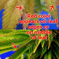Cannabis Molybdenum Deficiency - Red appears on pot leaves - GrowWeedEasy.com
