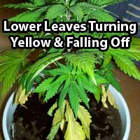Cannabis Nitrogen Deficiency - Older leaves turning yellow - GrowWeedEasy.com
