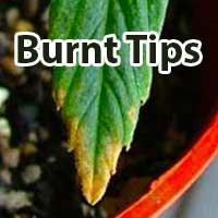 Cannabis nutrient burn symptoms on leaf - GrowWeedEasy.com