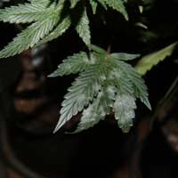 White Powdery Mildew Cannabis- GrowWeedEasy.com