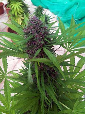 A purple "Frisian Dew" cannabis bud - these buds turned purple because of genetics