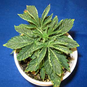 This sick cannabis plant is suffering from root problems