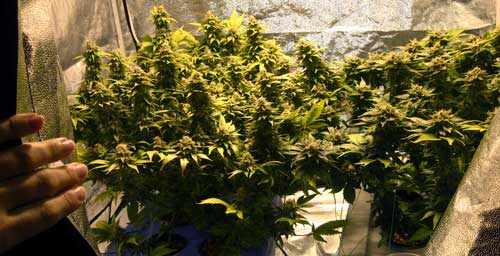 Take a peek at LST'ed plants through the "secret window" of your grow tent