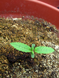 Seedling in a large 5-gallon pot