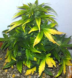 Sick autoflowering plant doesn't have time to recover before flowering begins