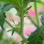 This female cannabis plant is growing it's first white hairs as it enters the flowering stage