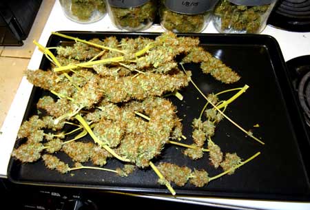 Auto-flowering Sour Diesel buds piled on on the stove after they've been dried - just before being put in jars for curing