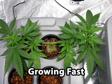 Building a manifold - start this step after cannabis is growing fast, seemingly having recovered from the last step