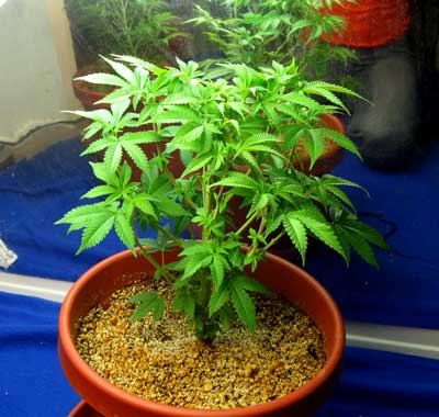Transplant cannabis plants into their final container