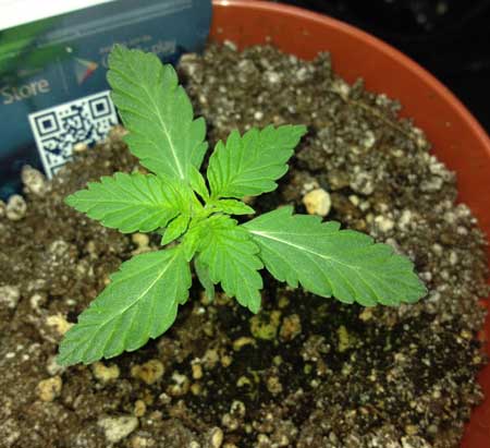 Tri-leaf cannabis plant - it has three leaves at every node instead of just two.