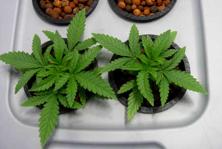 Two healthy vegetating cannabis plants in a DWC hydro system