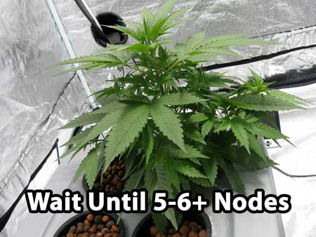 A young cannabis plant in the vegetative stage with 5-6 nodes