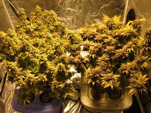 Marijuana plants under HPS with camera on "Tungsten" setting